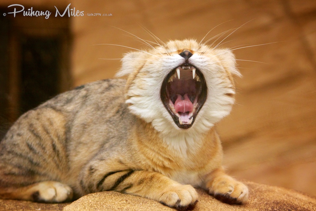 sand cat yawn