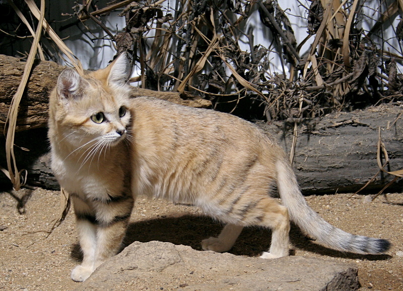 sand floof walk