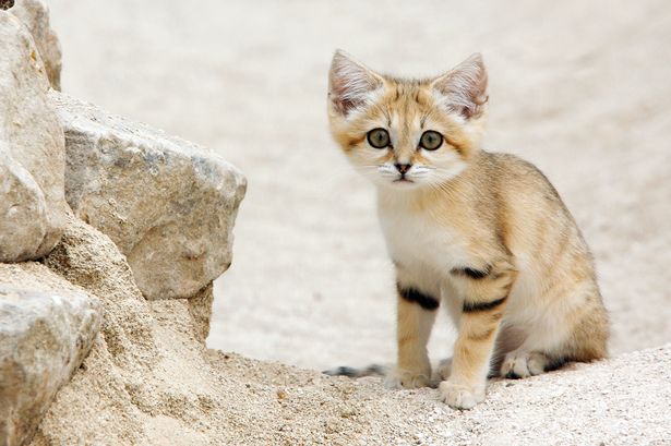 sand sit next to rock