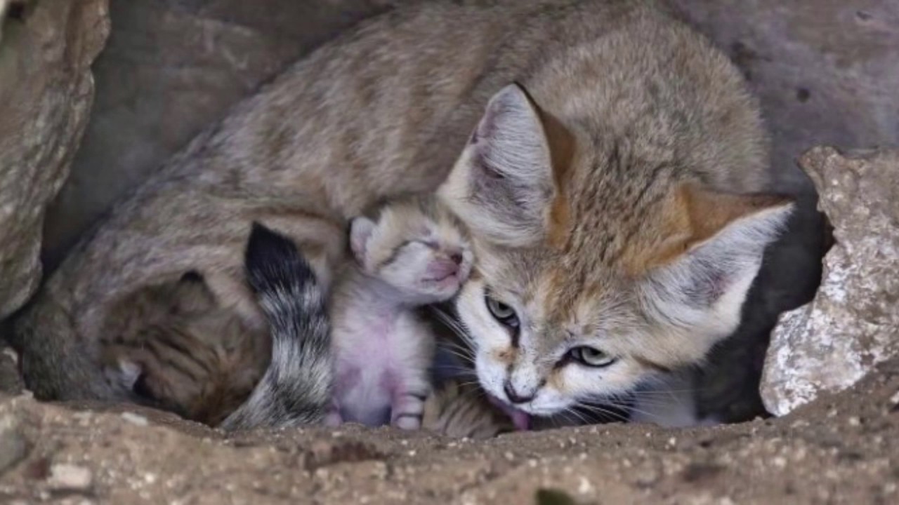 sandcat and little sandcat