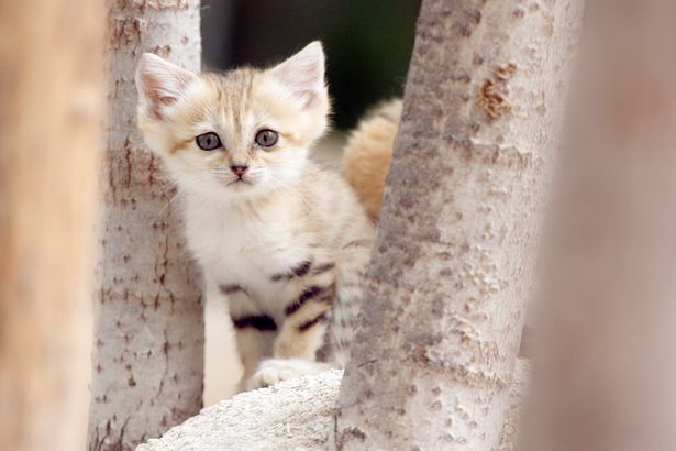 sandcat between trees