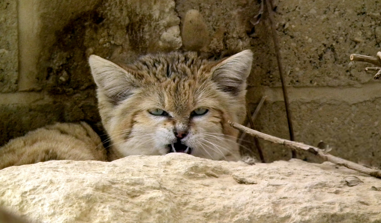 sandcat bite rock