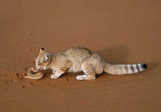 sandcat eat