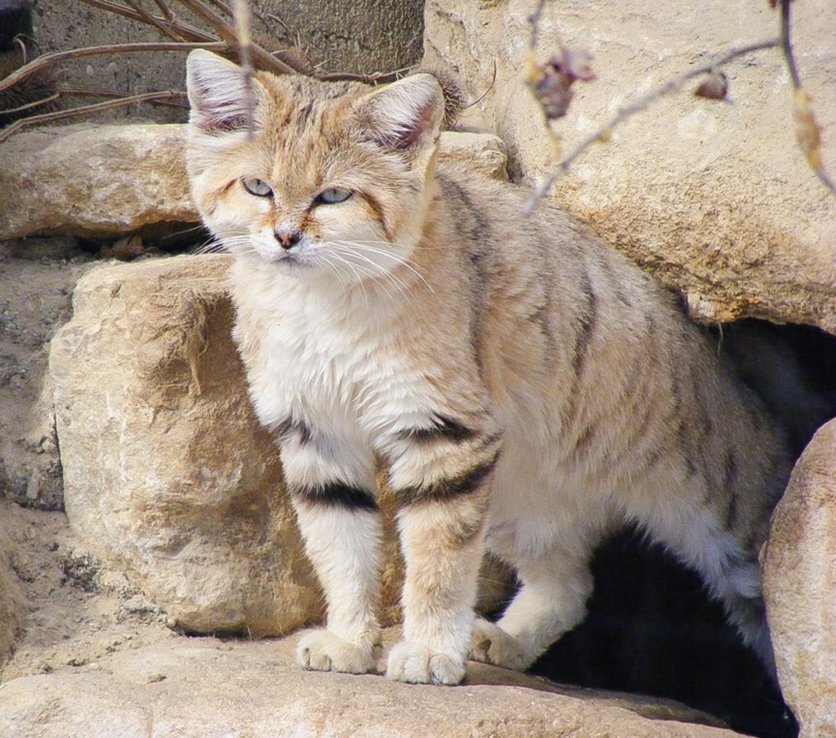 sandcat exit hole