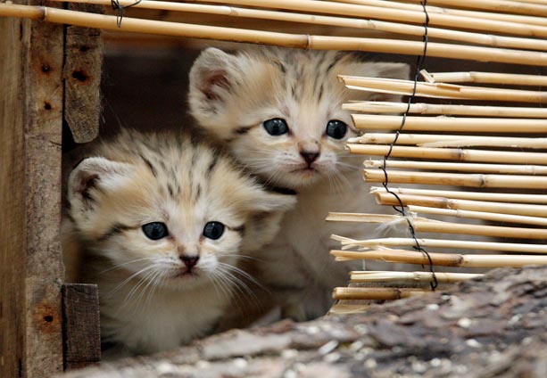 sandcat fence