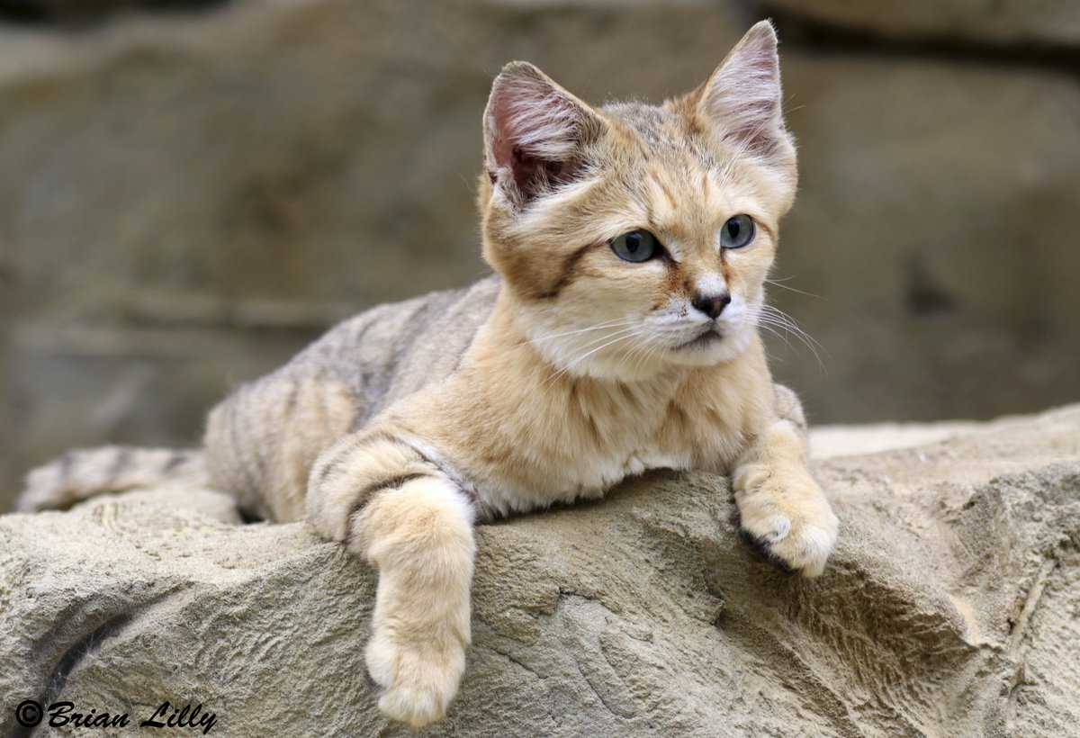 sandcat floppy leg