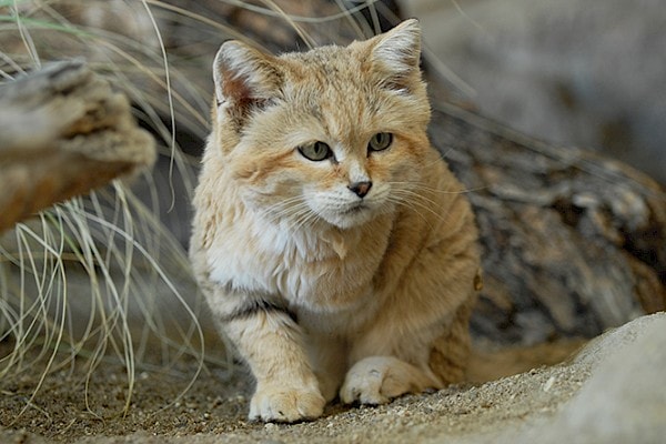 sandcat has floof