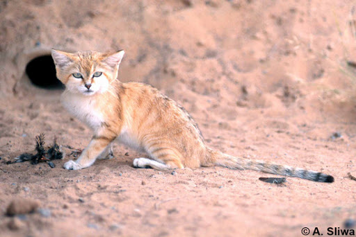 sandcat has long tail