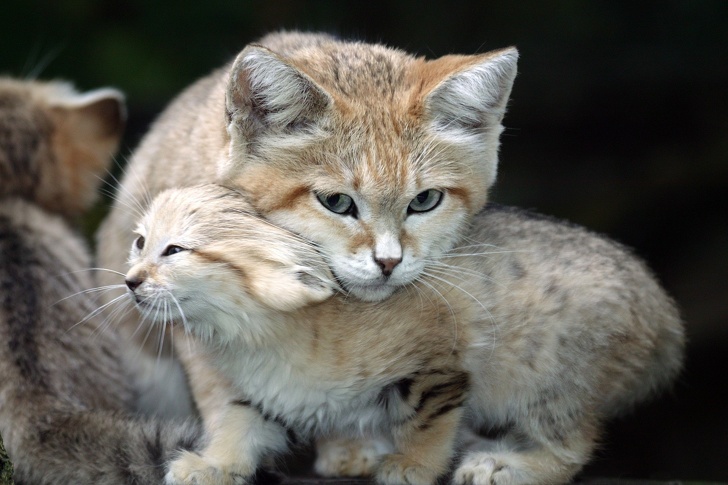 sandcat headrest