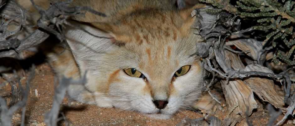 sandcat hide