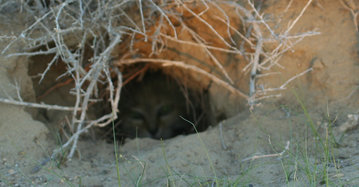 sandcat hiding