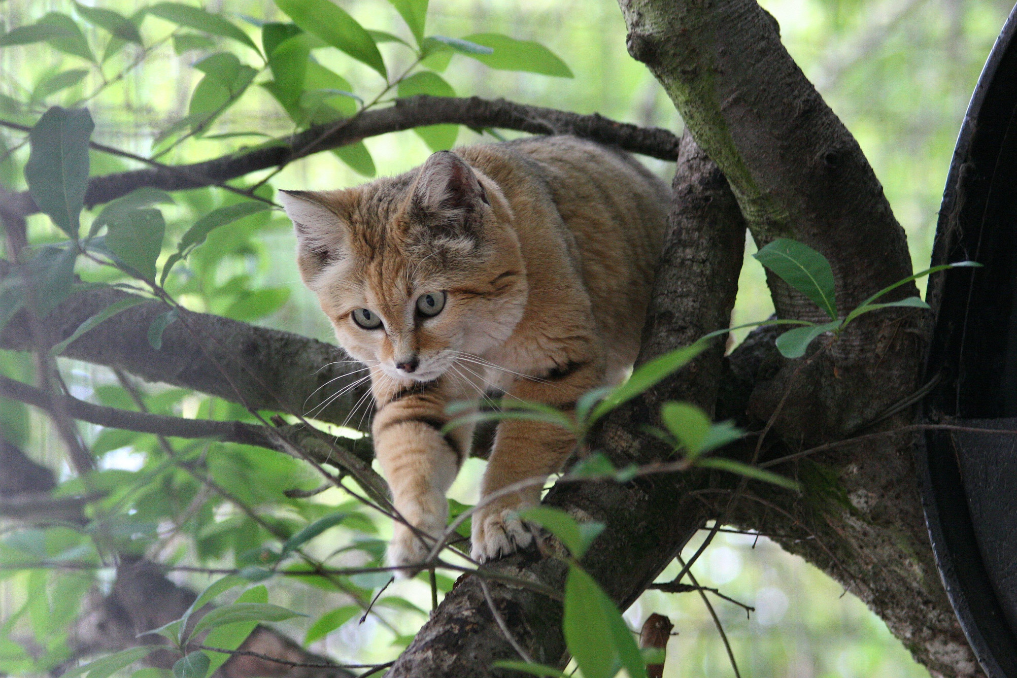 sandcat in a tree