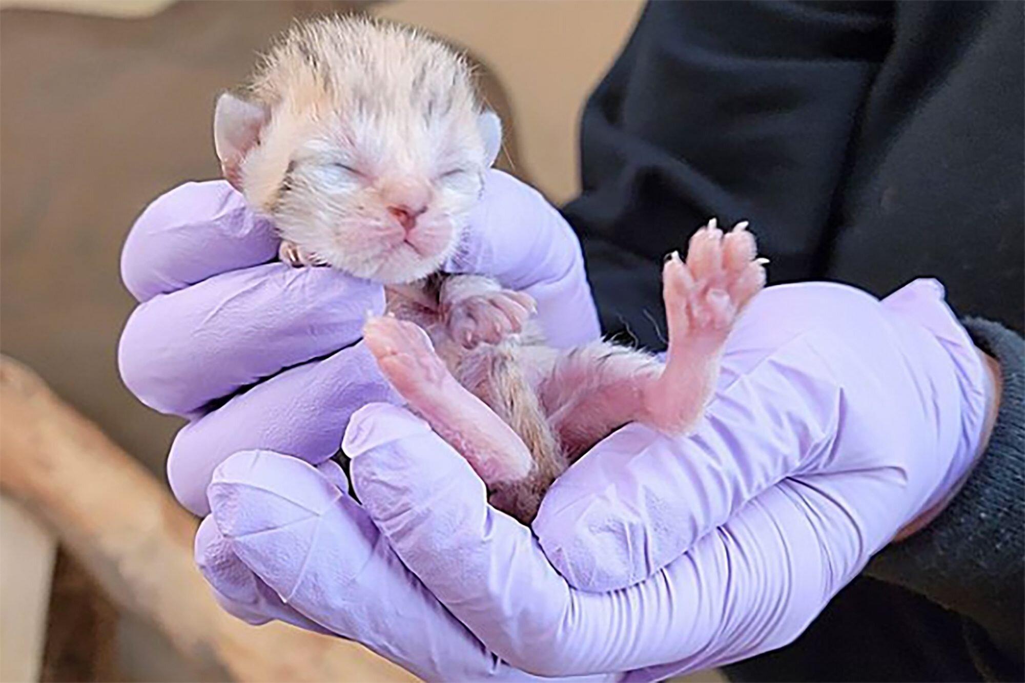 sandcat in hand