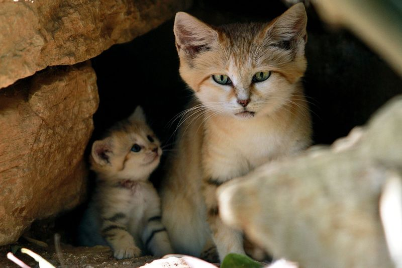 sandcat in hole