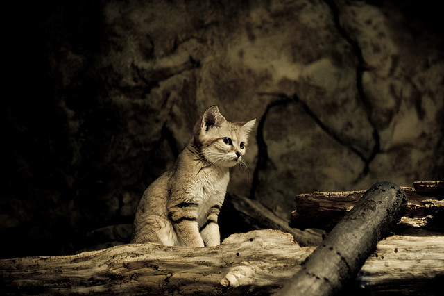 sandcat in spooky room