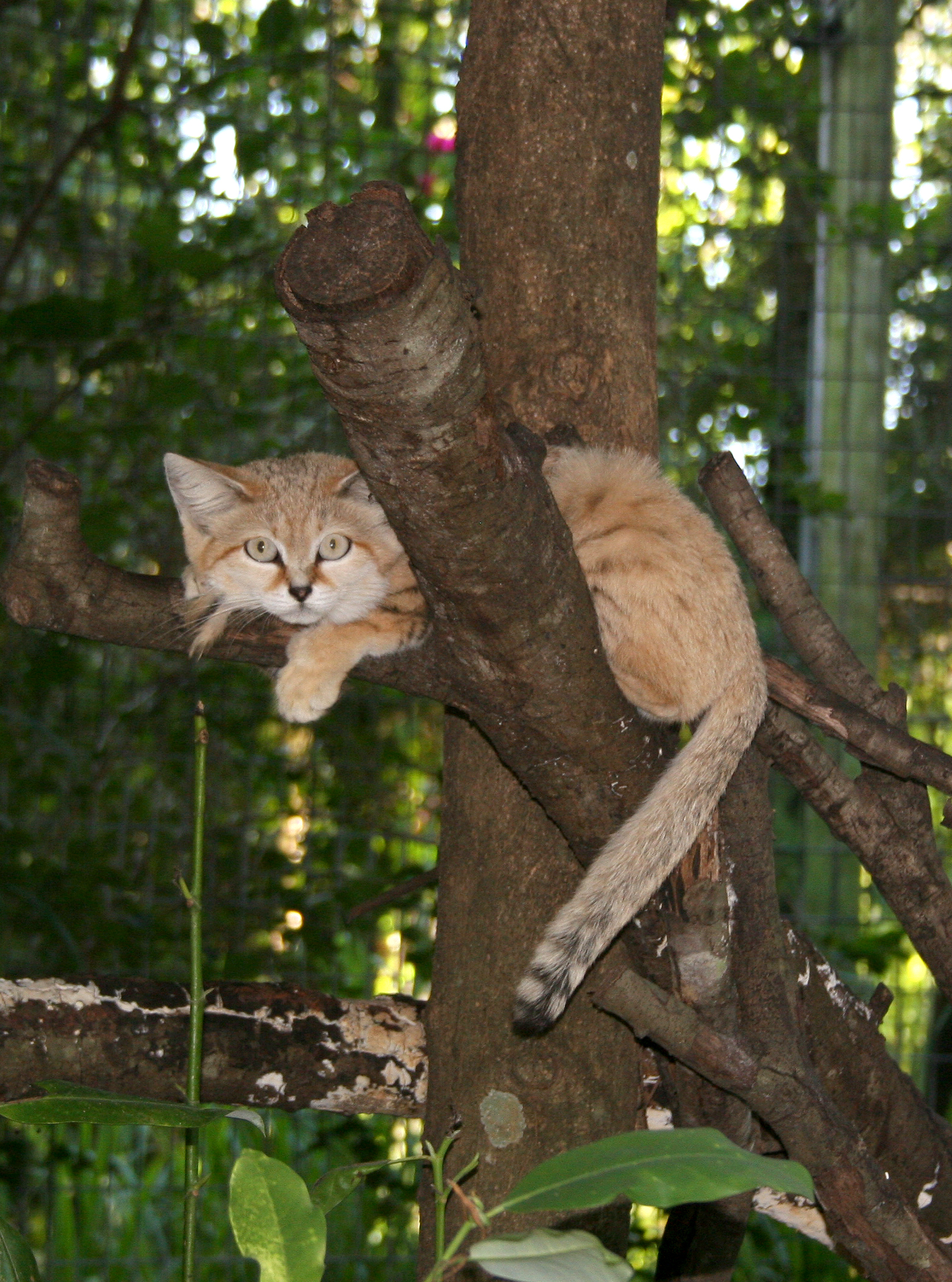 sandcat in tree