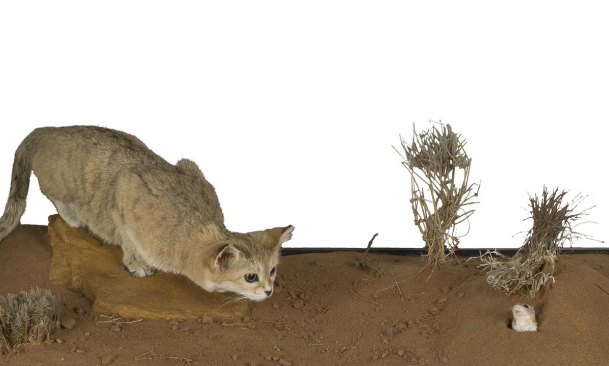 sandcat listen