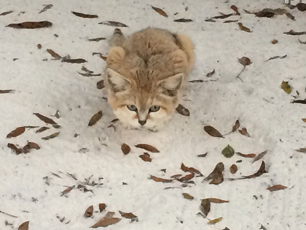 sandcat loaf on leafy sand