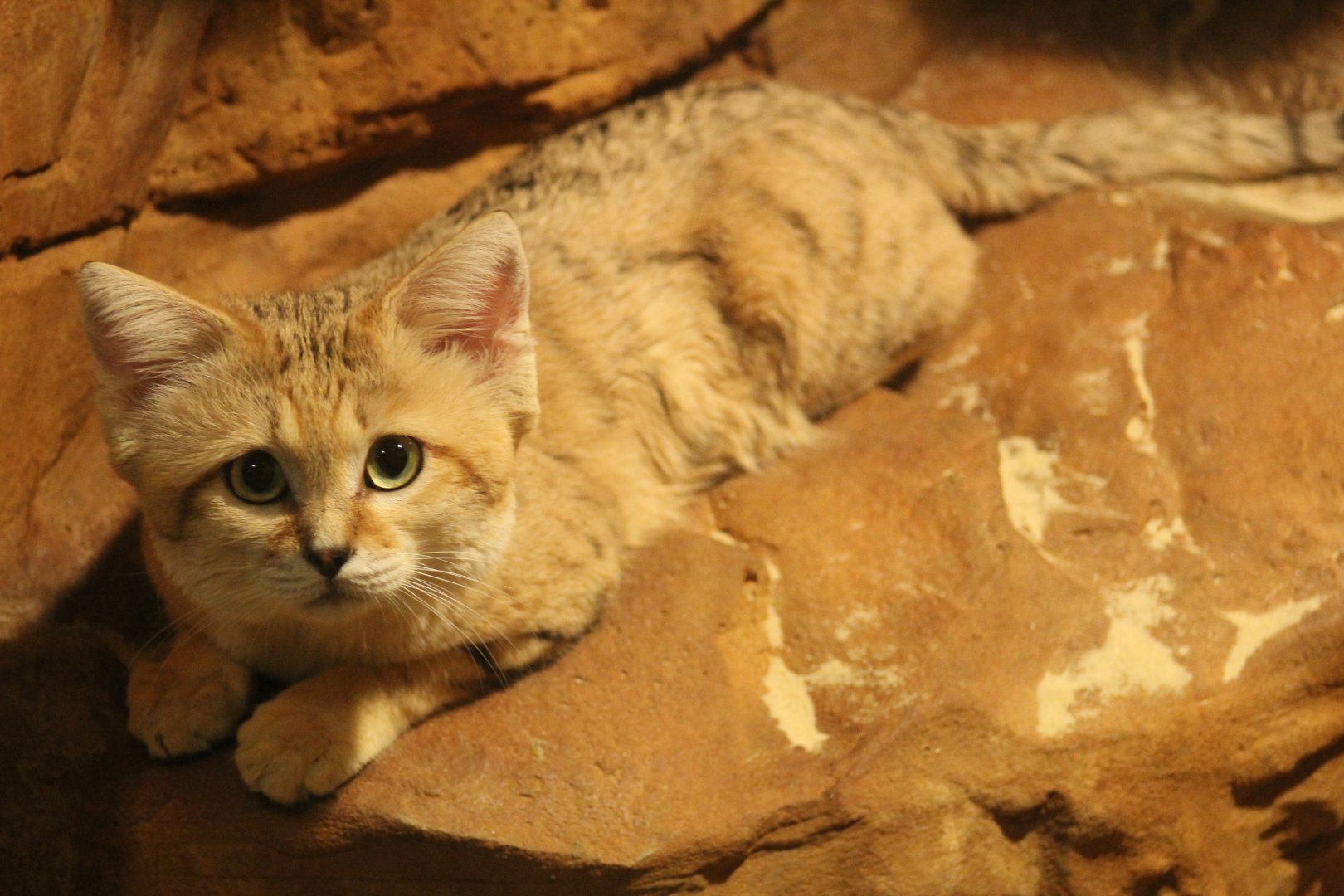sandcat loaf on sandy rock