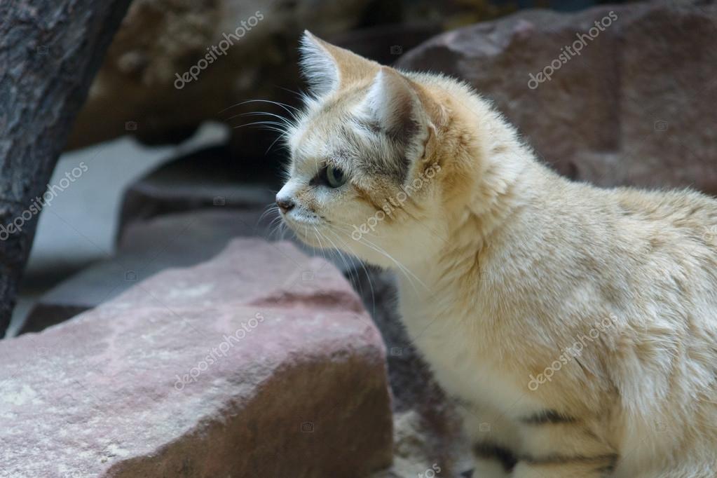 sandcat look at rock