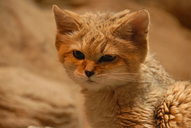 sandcat looks fluffy
