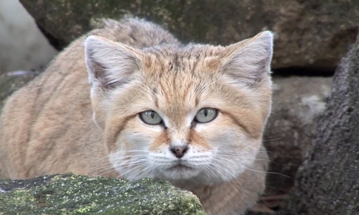 sandcat lump