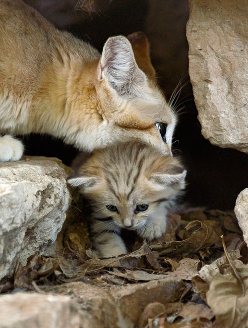 sandcat nom