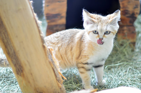 sandcat noselick