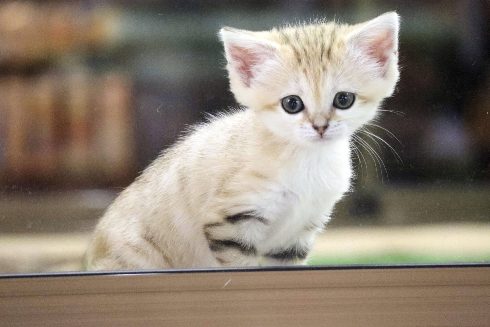 sandcat on table