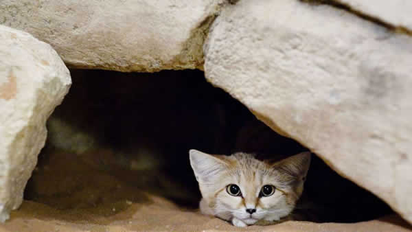 sandcat poke out of hole