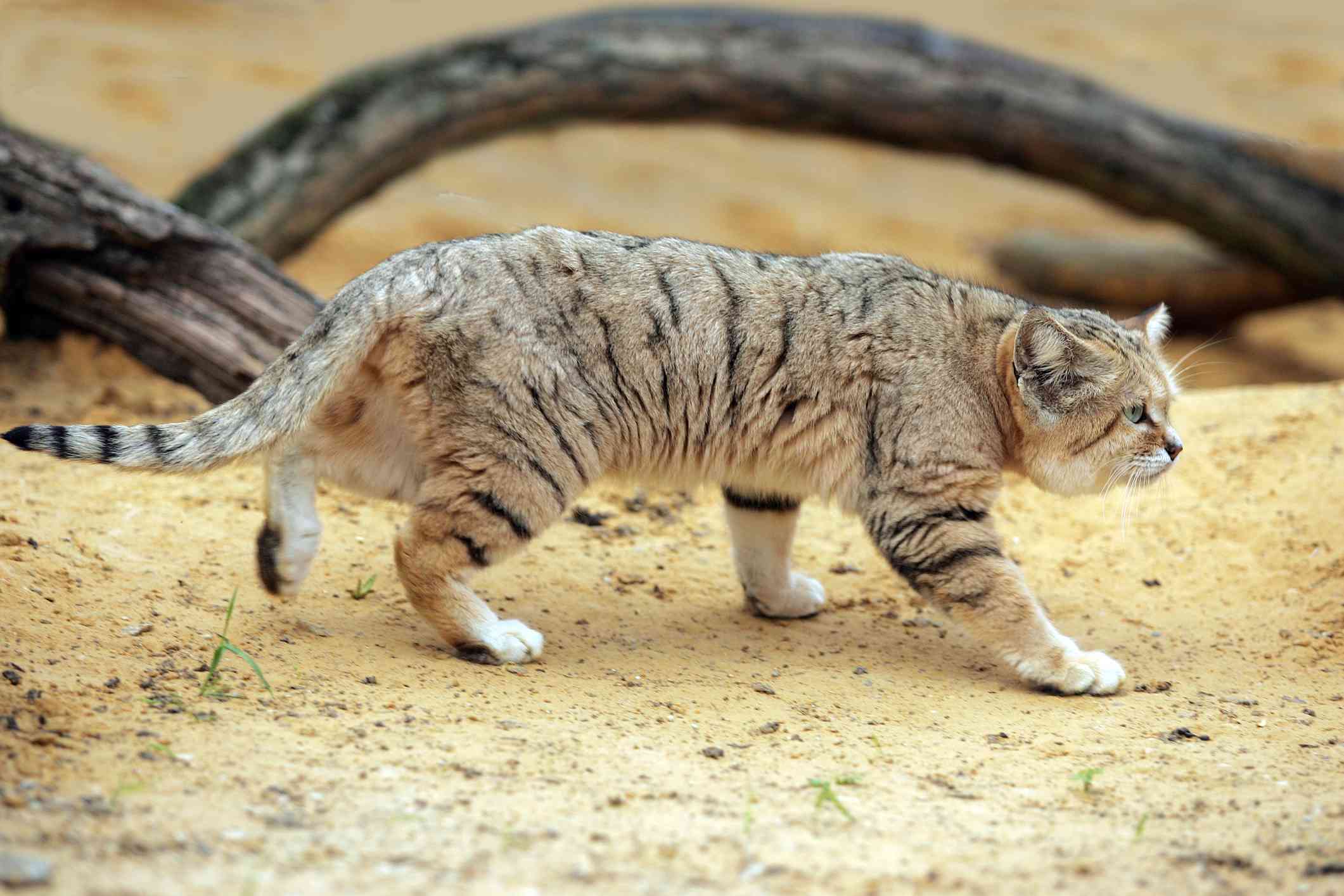 sandcat puffy walking