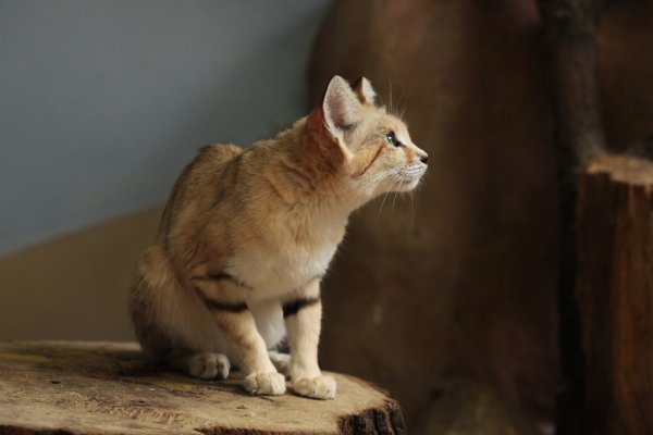 sandcat sitting on a sandcat log