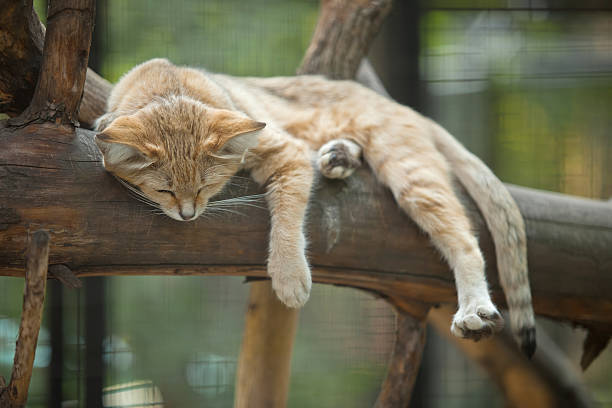 sandcat sleepy on branch