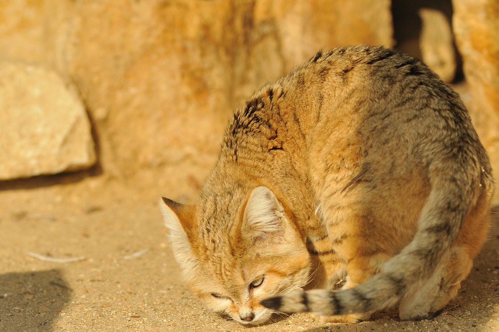 sandcat sniffsniff