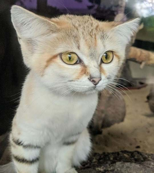 sandcat stare