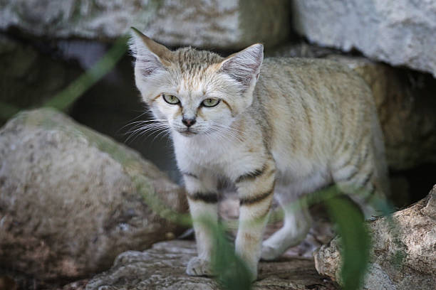 sandcat stares at leaf rock