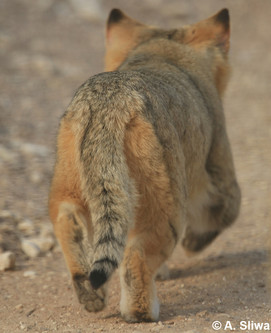 sandcat walk away