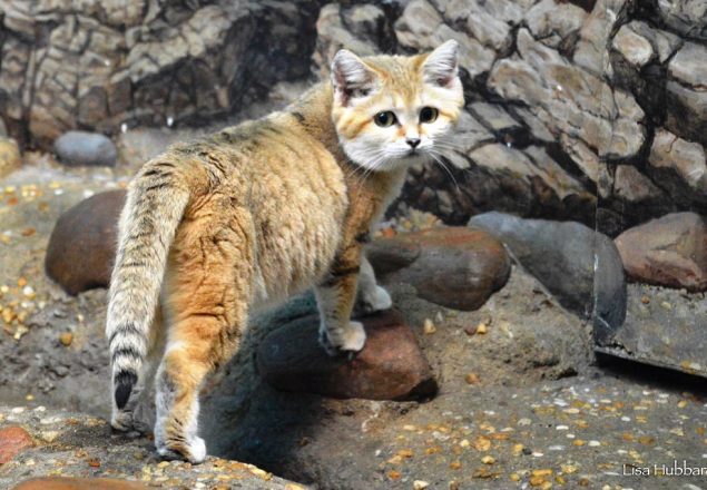 sandcat walk on rock