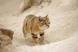 sandcat walkin