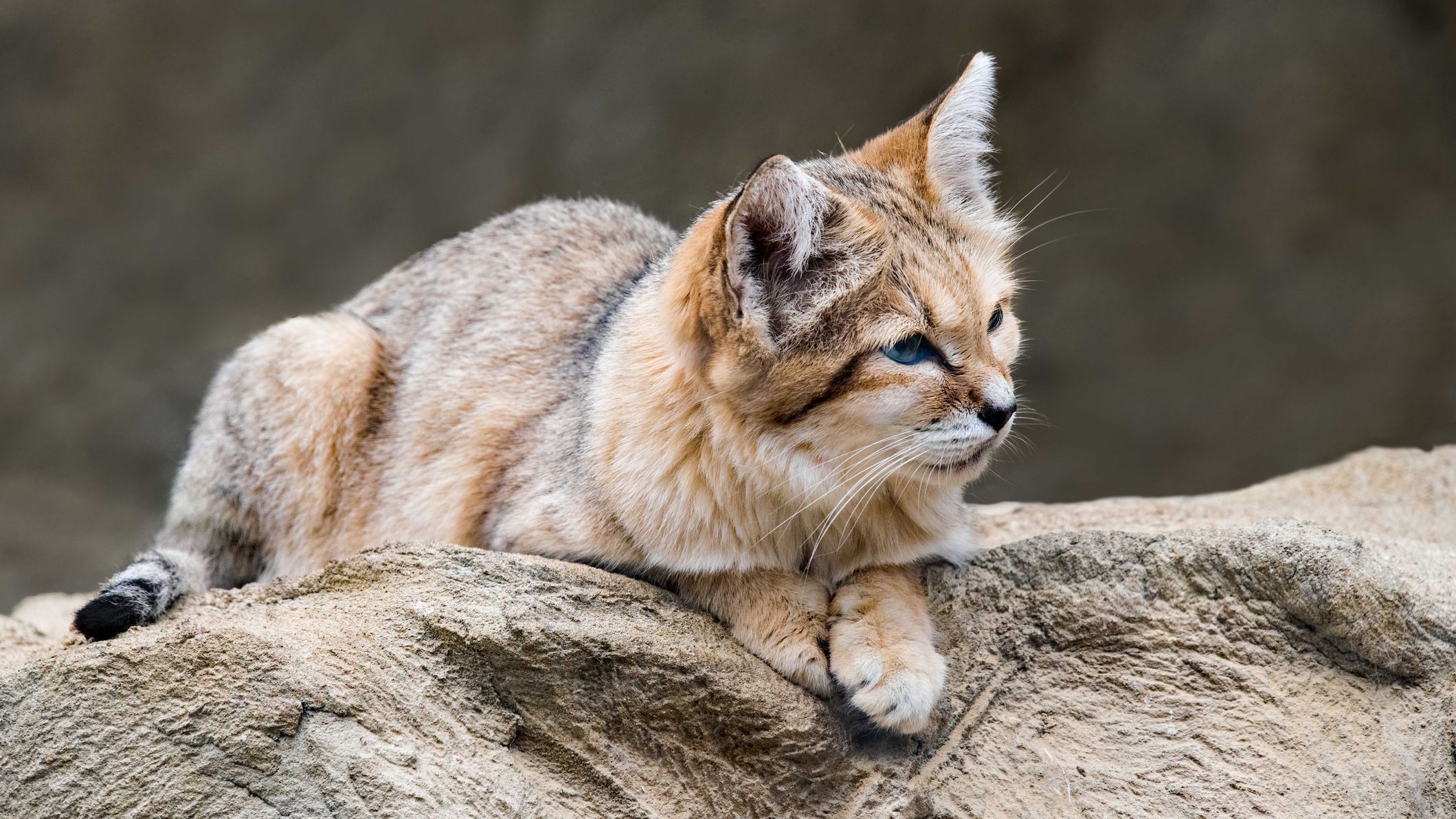 sandcat watching