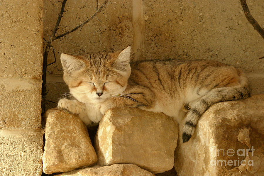 sandcat will sleep on your bread