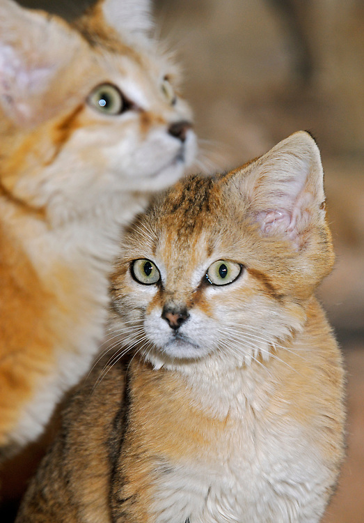 sandcat with other cat