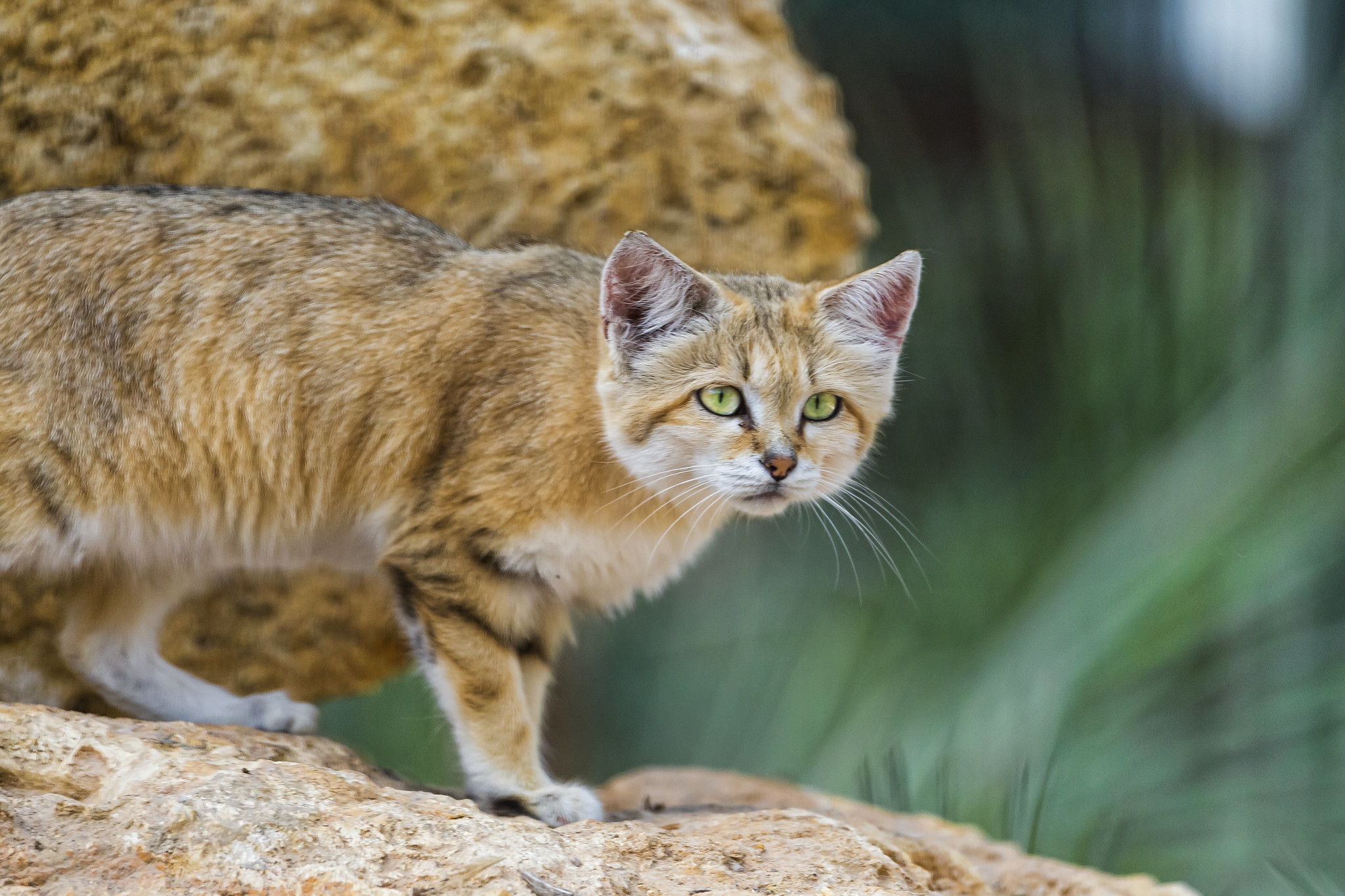 sandcat with whiskers