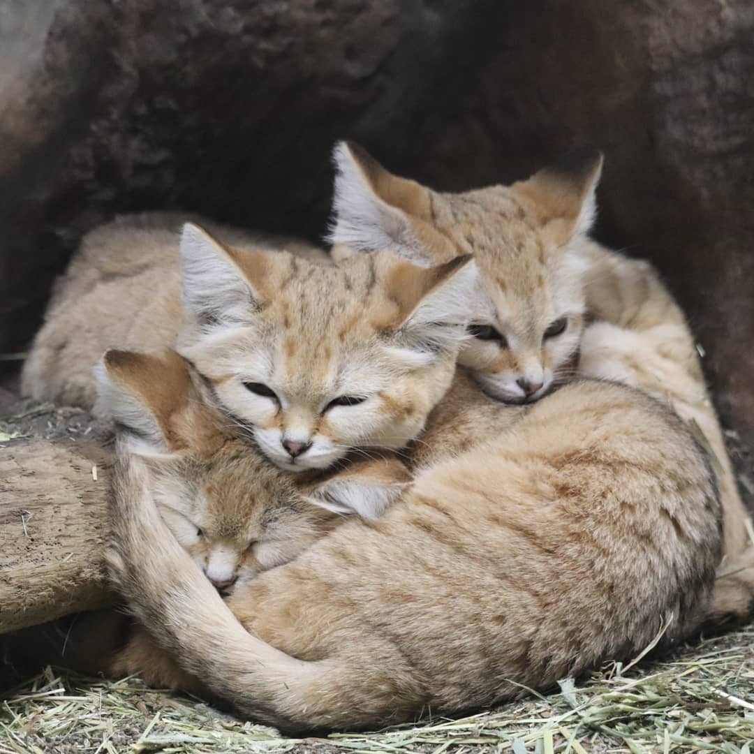 sandcats