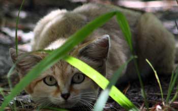 sandsneak under grass