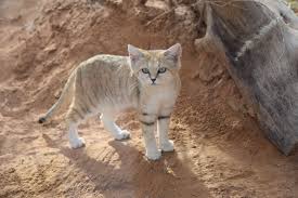 sandy sand cat