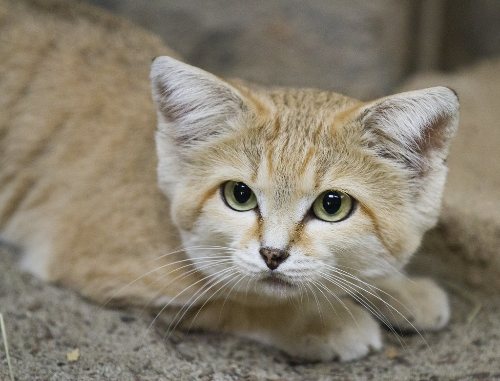 sandy whiskers