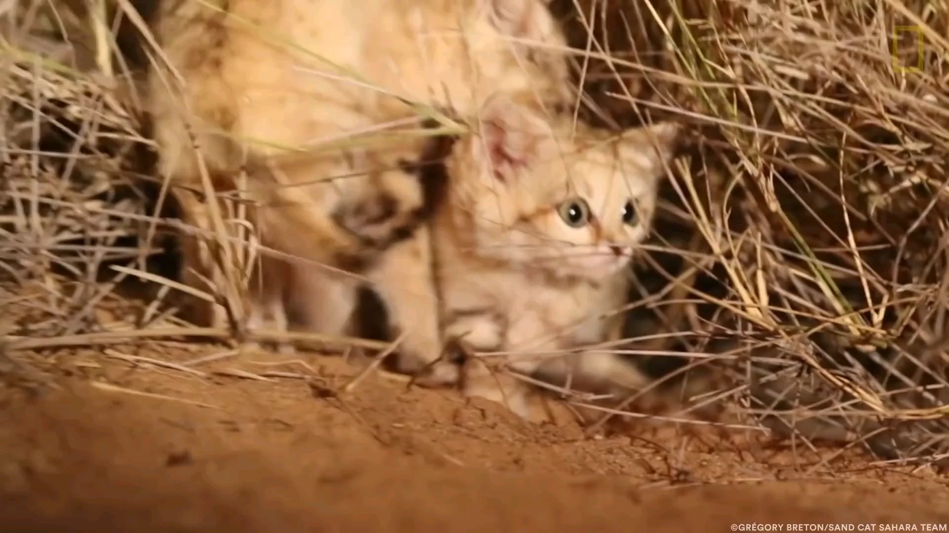 scared sand cat