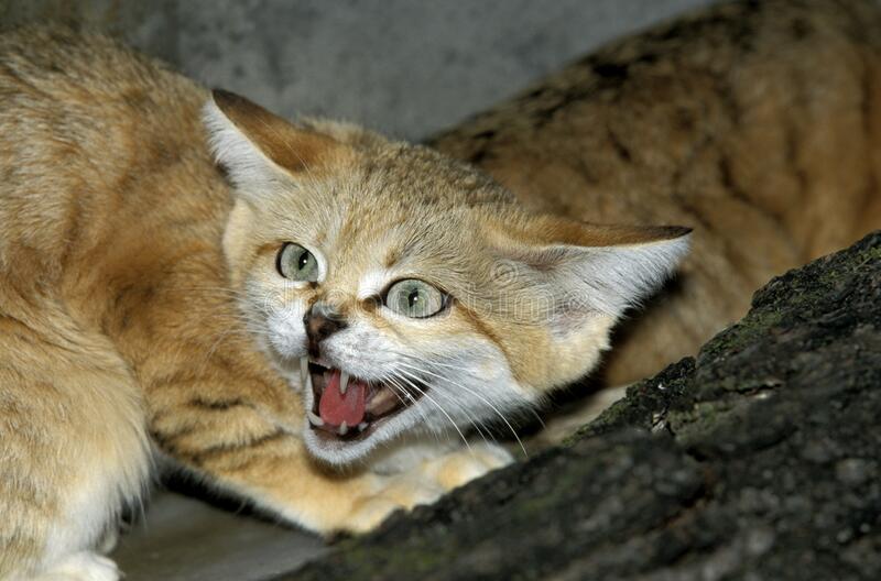 scary loaf