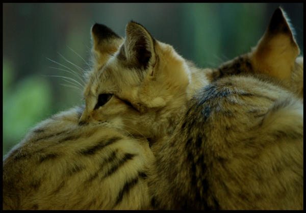 sleepy ball of sandcats